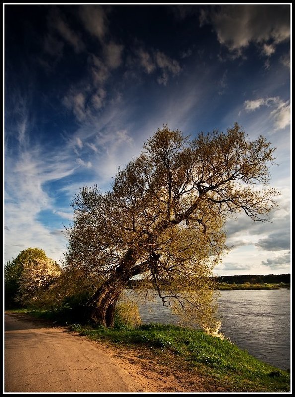 vesna,derevo nemnogo o vesnephoto preview