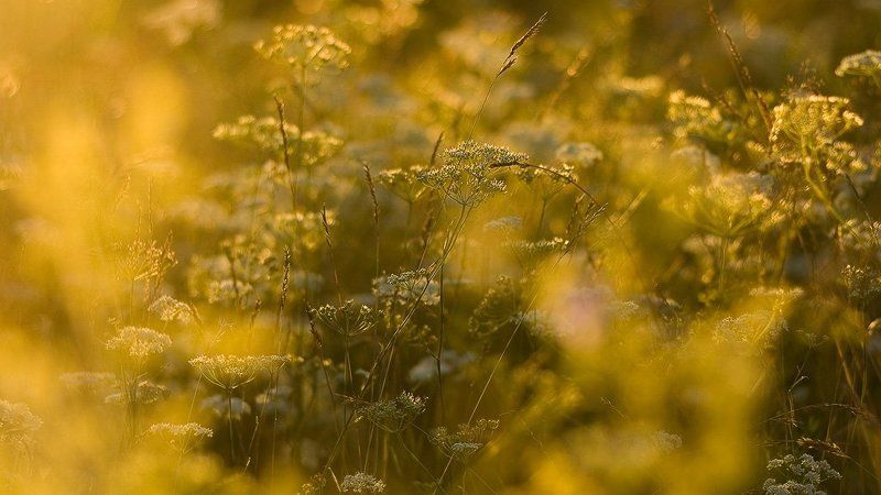 цвет, оливковый, травы цвет...Оливковыйphoto preview