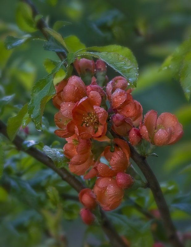 Айваphoto preview