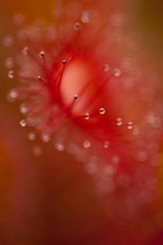 цвет, красный, росянка цвет...Красныйphoto preview