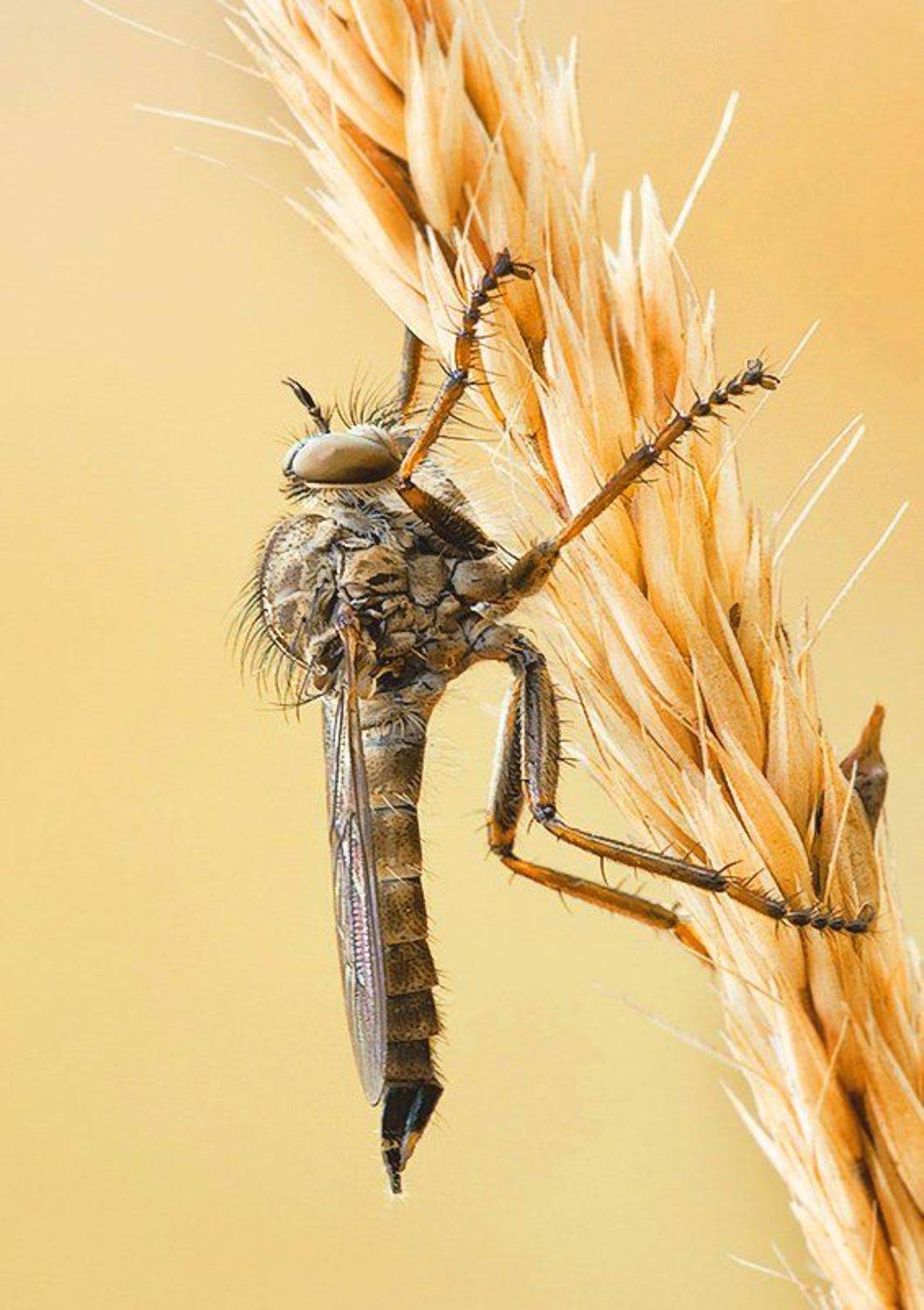 муха, колосок, ктырь, Курочкин Валерий