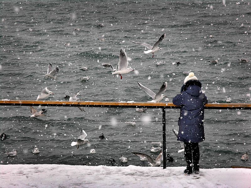 Девочка с чайкамиphoto preview