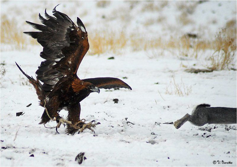 Ну, заяц, погоди!photo preview