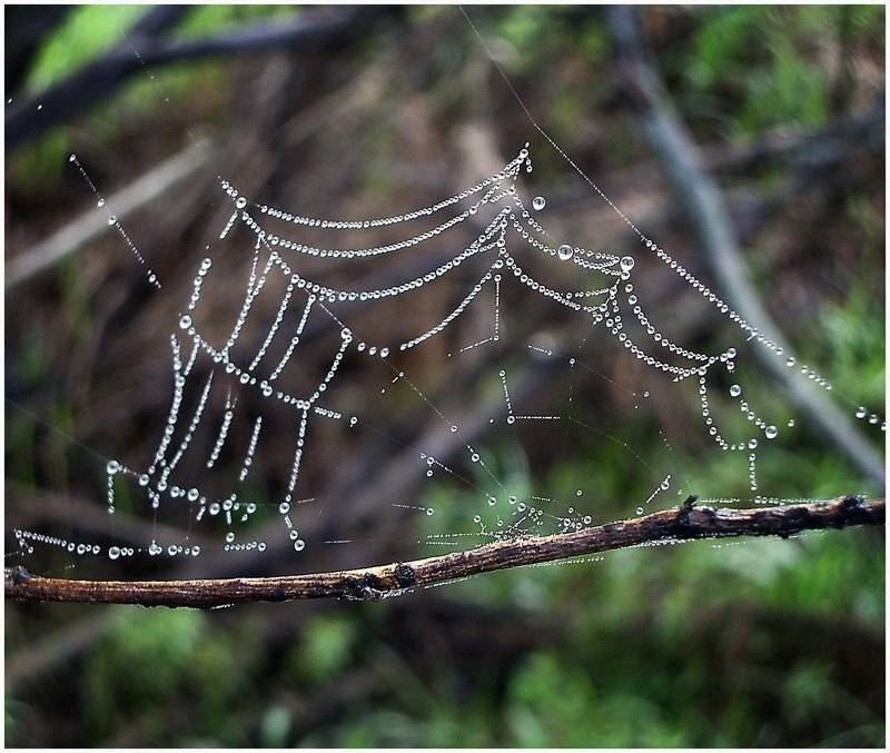 , Юлия Чекмарева