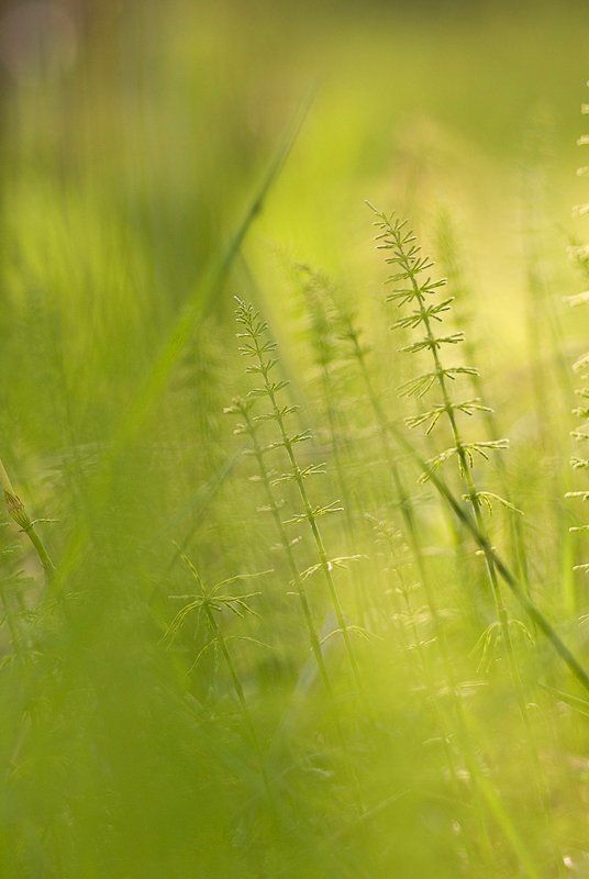 цвет, зеленый, трава Цвет...Зеленыйphoto preview