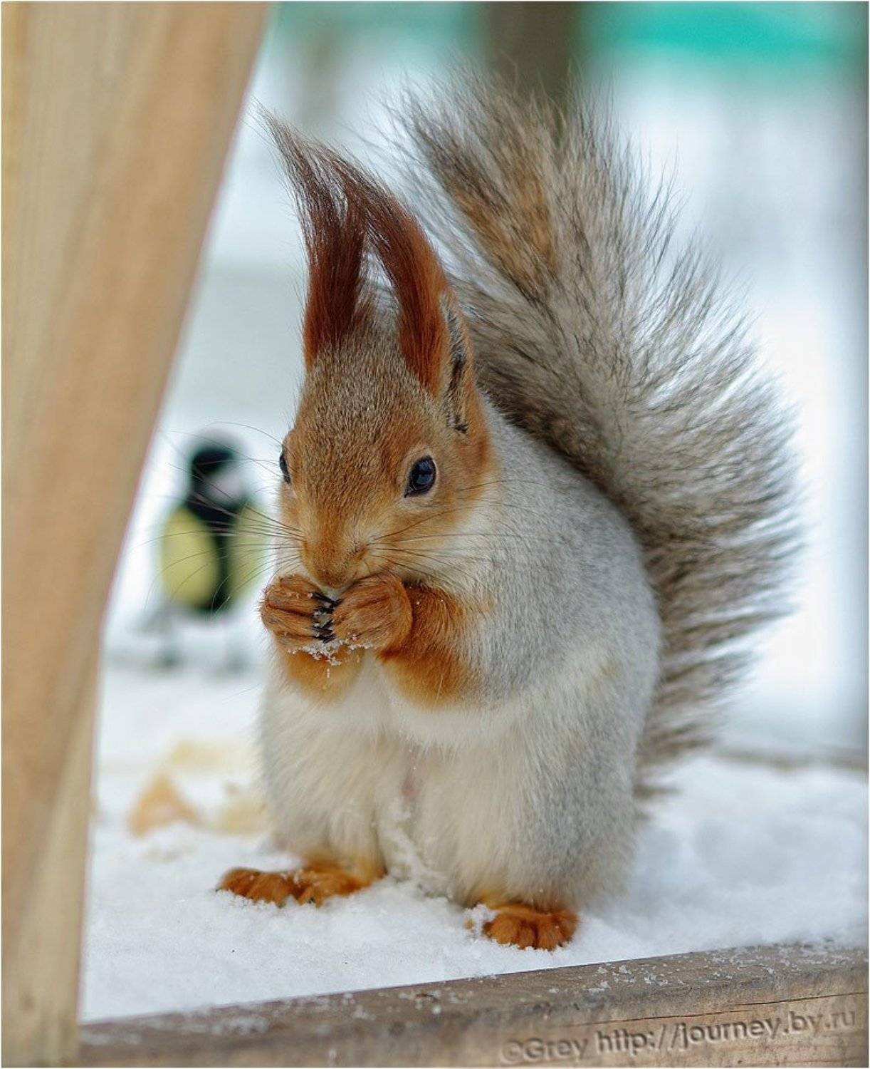 Кто последний за сухариками?. Автор: Сергей Павлов белка,зима, Сергей Павлов