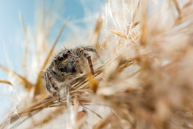 скакунчик, макро, паук Скакунчик во ржиphoto preview