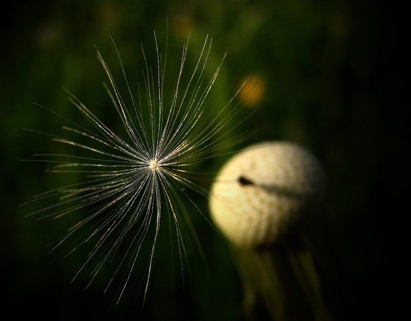 одуванчик, лето, закат локаторphoto preview