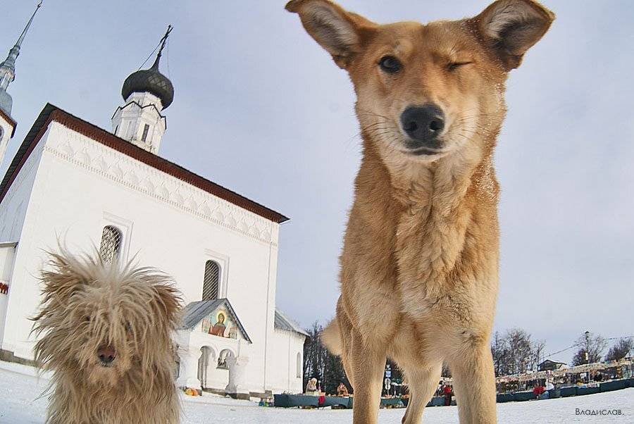 , Владислав.