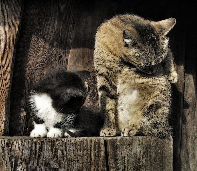 кошка, котёнок, животные Делай как яphoto preview