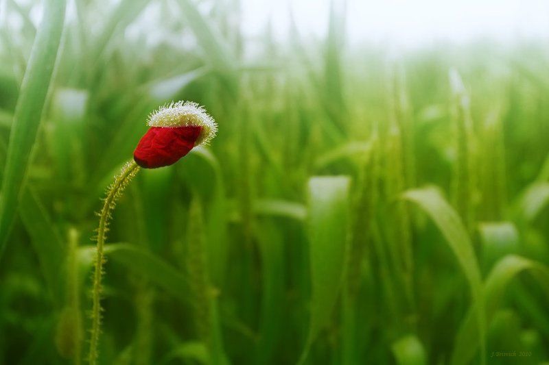 Пробуждение чувстваphoto preview