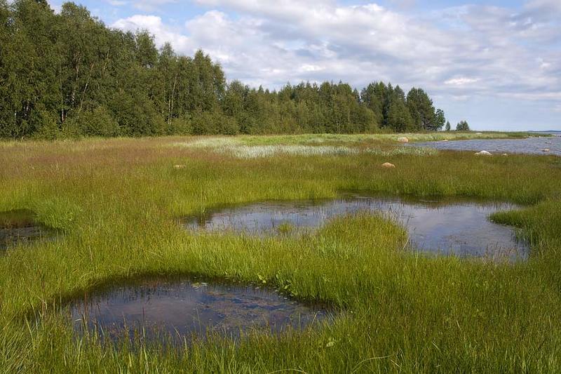 Белое море. Заболоченный берегphoto preview