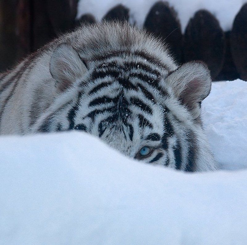 Поздравляю с годом Белого тигра! :)photo preview