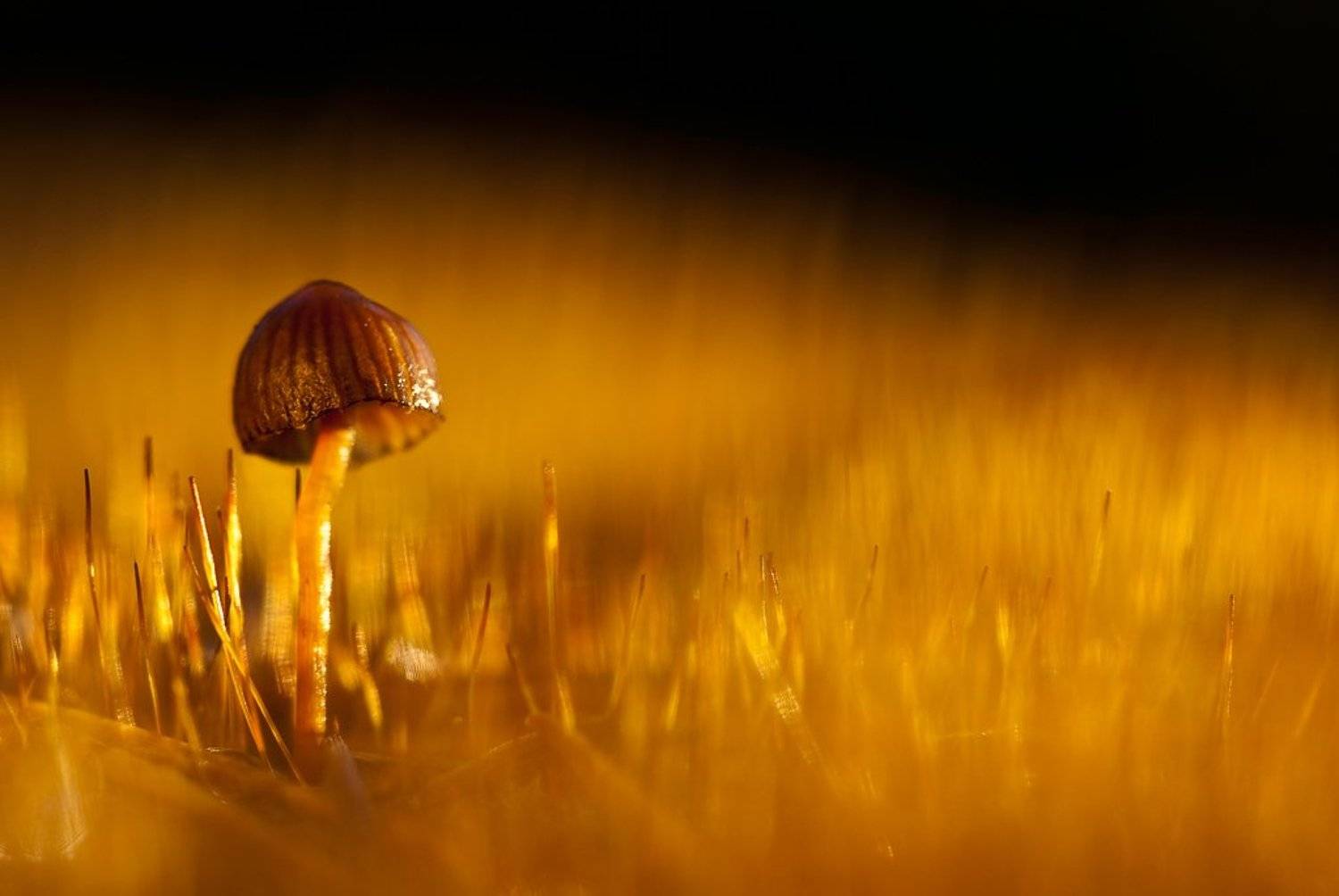 Гриб в огне ( цвет....Золотой). Автор: Юлия гриб, огонь, мох, Юлия