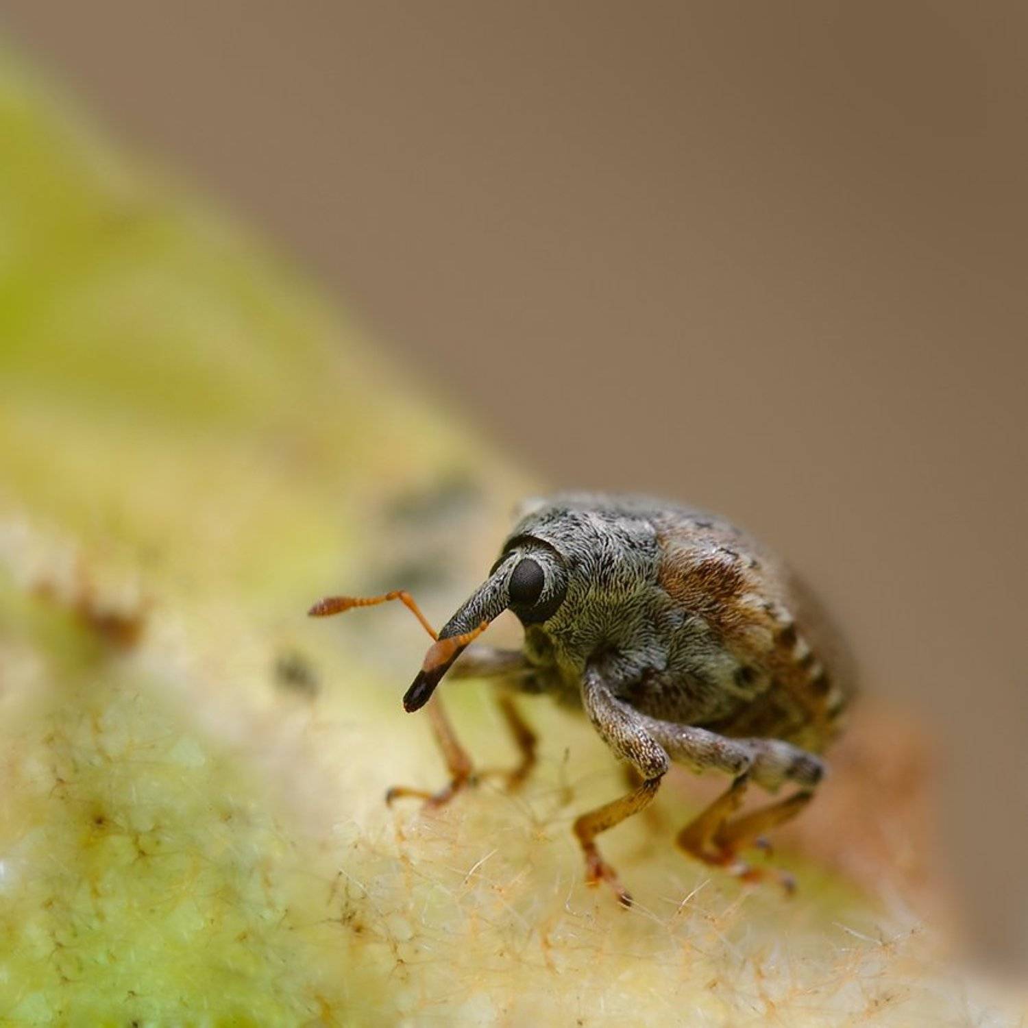 Грустный в гору не пойдет.... Автор: Курочкин Валерий долгоносик, гора, Курочкин Валерий