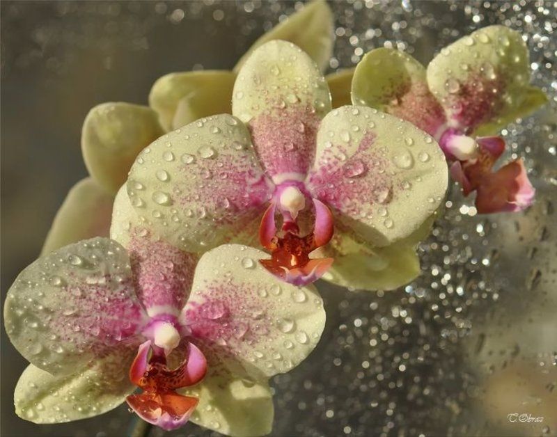 цветы photo preview