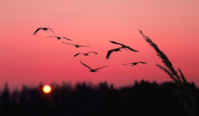 Вслед за Солнцемphoto preview