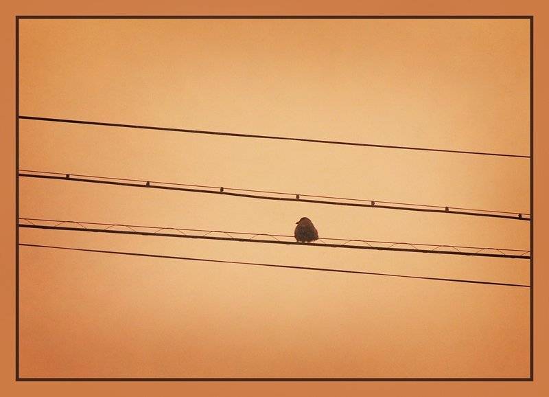 , Юлия Чекмарева