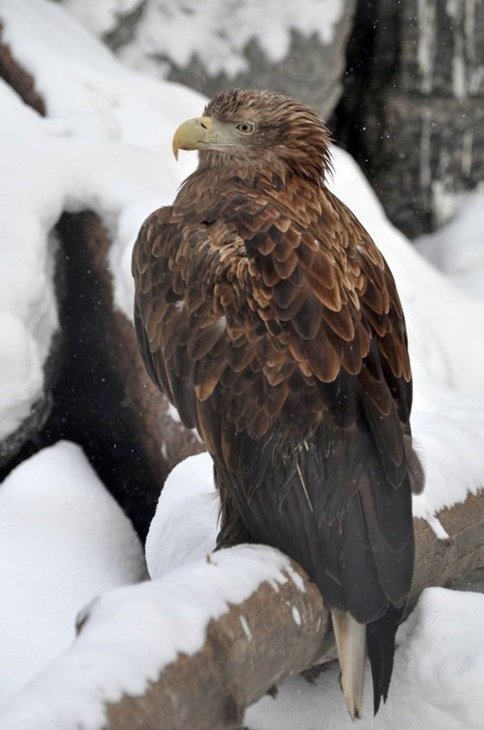 , Александр Ванюков