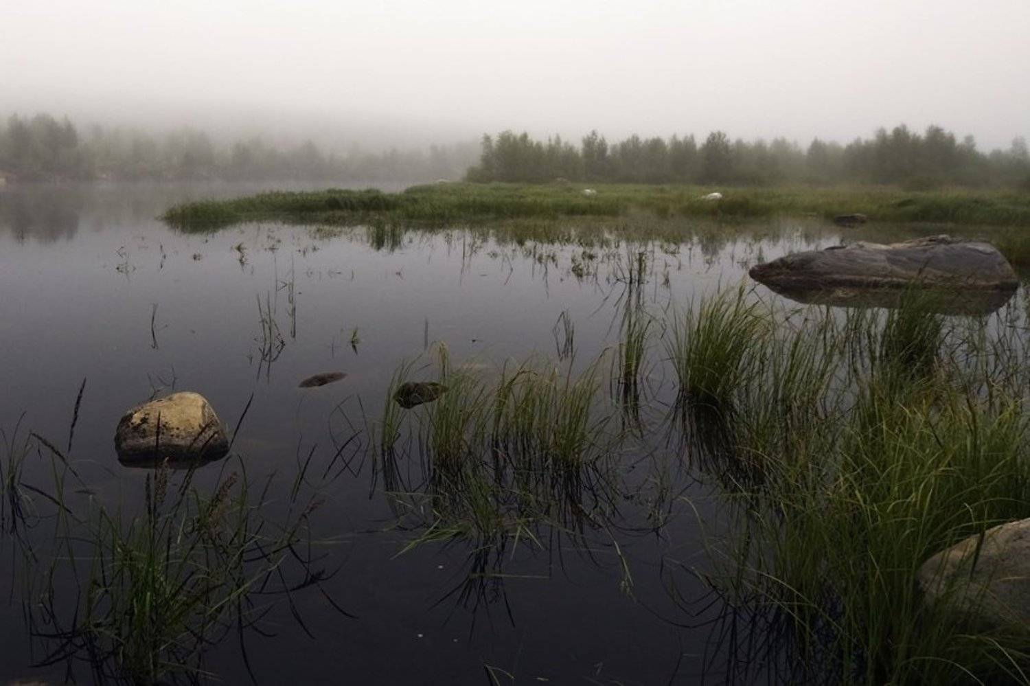 Утро туманное... р.Нива. Автор: Алексей Сафаров пейзаж,лето,север,река, Алексей Сафаров