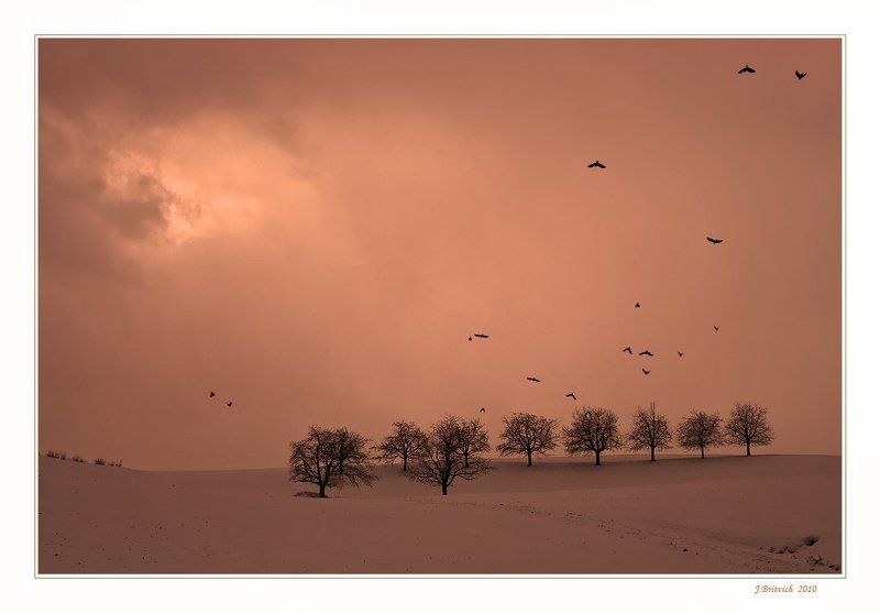 Галкиphoto preview