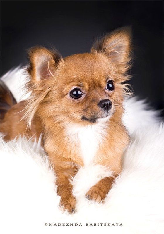 собаки, чихуа-хуа, dog, puppy Алисаphoto preview