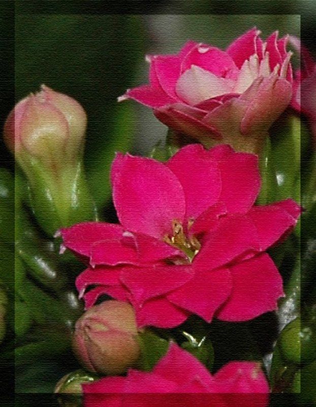 Цветки Каланхоеphoto preview