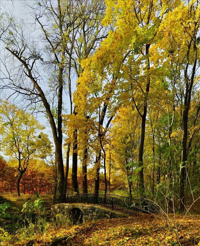 белая церковь, парк, александрия, мост, осень, деревья, кроны Про мост и кроныphoto preview