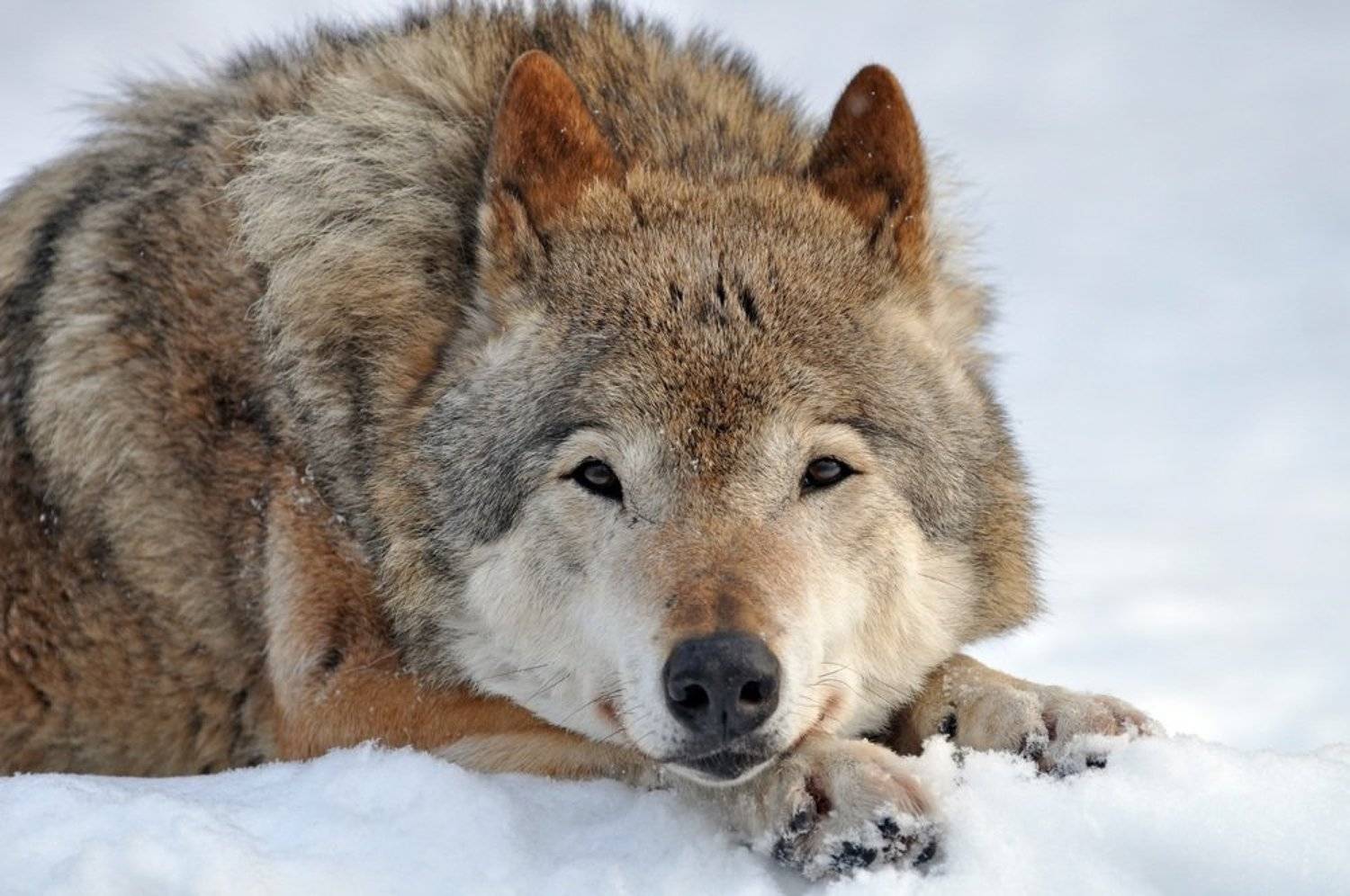 , Александр Ванюков