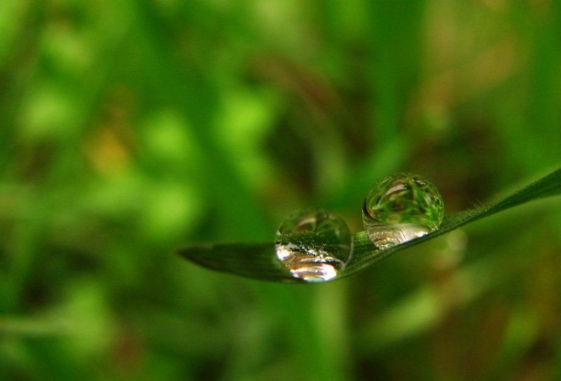 роса, трава, осень, макро парочкаphoto preview