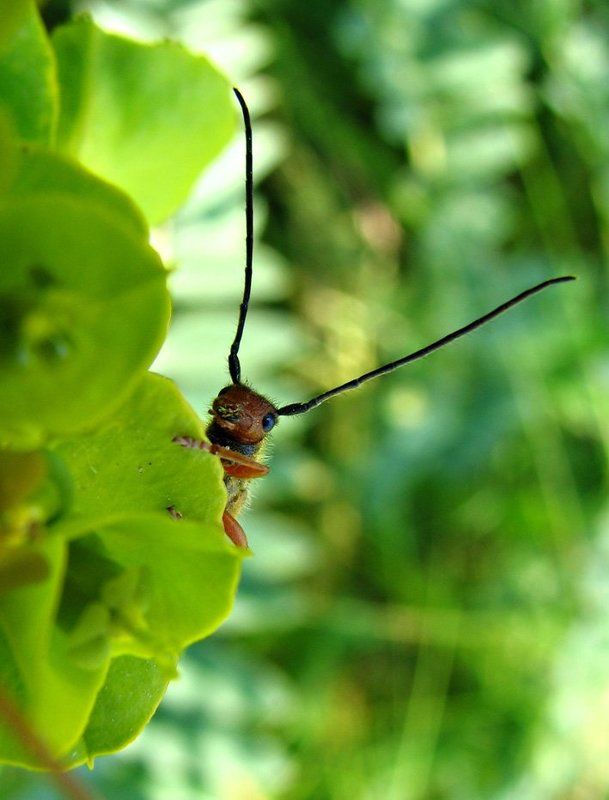 жук, пыльца, лист, поляна, лето, макро здрасьте!photo preview
