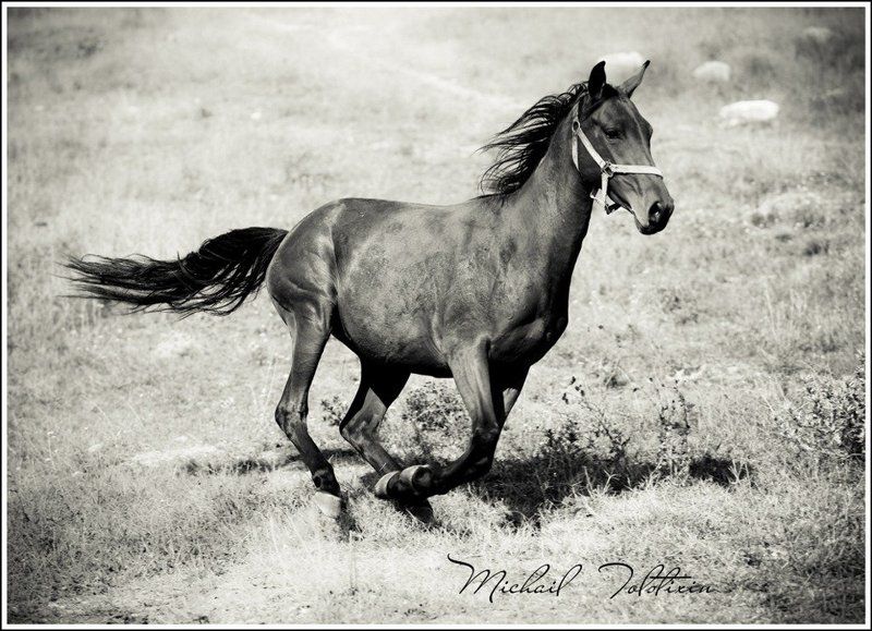 Движение...photo preview