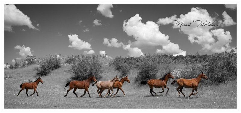 свободаphoto preview