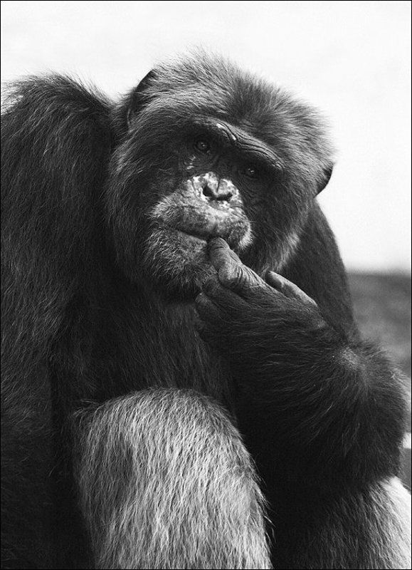 Йети...или кто?!photo preview