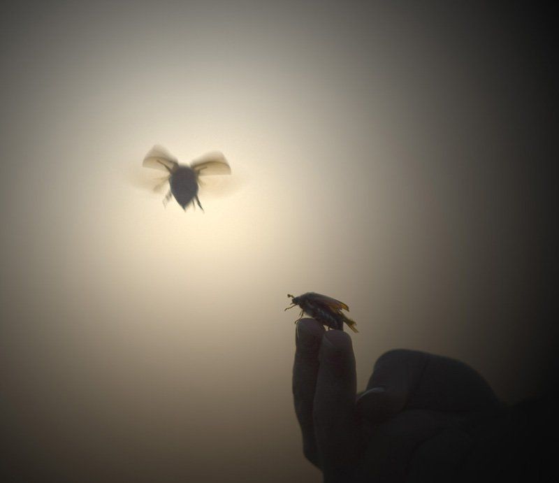 майский, жук Лети, голубьphoto preview