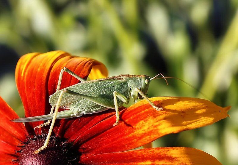 Дуэлянтphoto preview