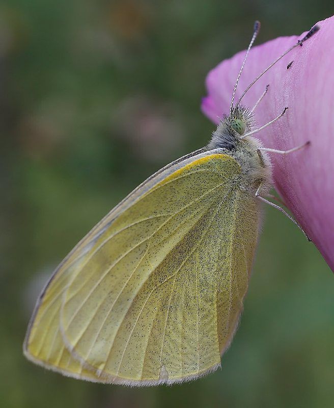 Тон нежностиphoto preview