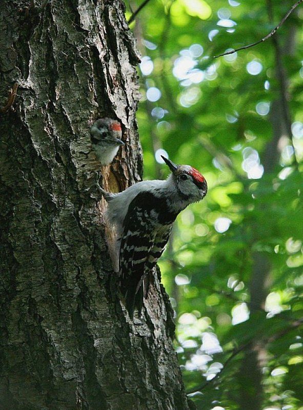 дятлы, птенцы, май Семья, однако ...photo preview