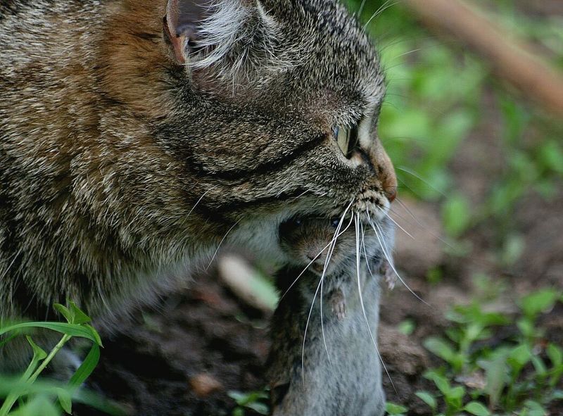 жизнь, кошка, мышка, писец ... ПЕРВОЕ  место  (РАЗДЕЛ - УЖАСТИКИ )    WORLD PRESS  ФОТО ---- (я думаю)photo preview