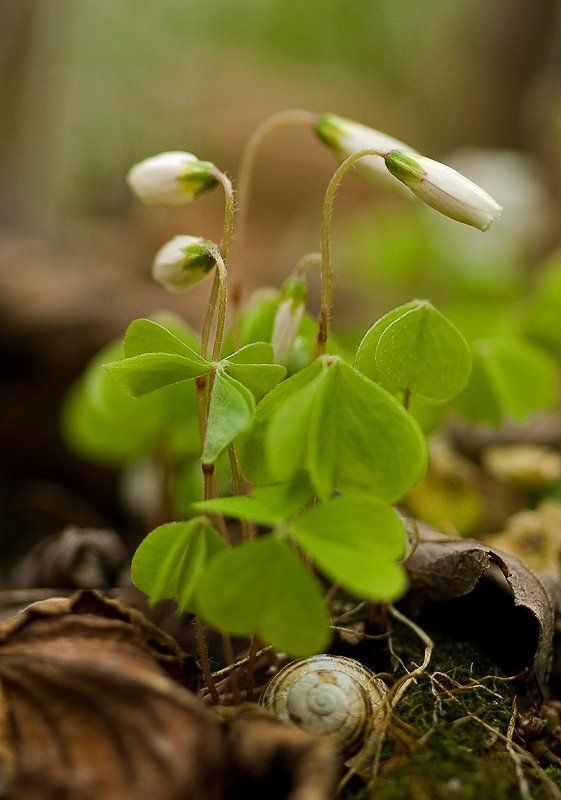 кислица, улитка В кисличных заросляхphoto preview