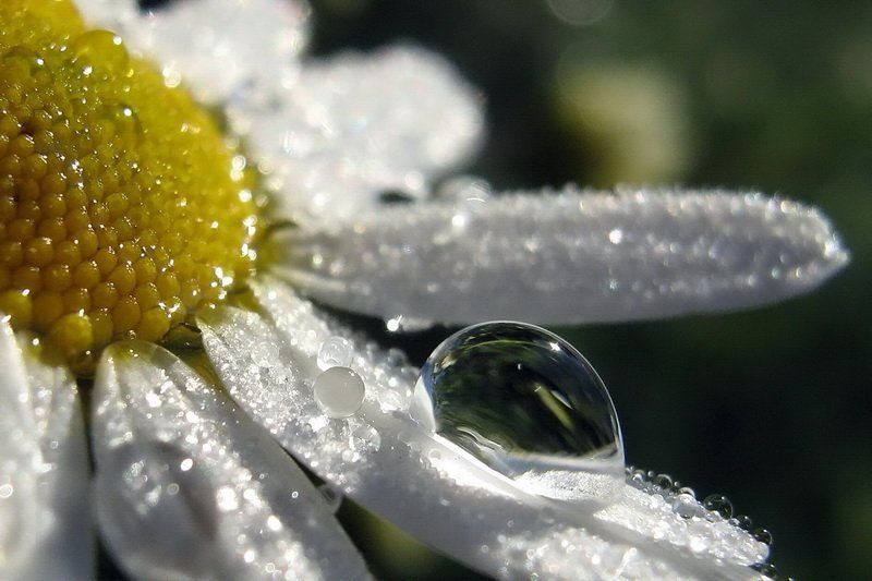 Капля росы фото превью