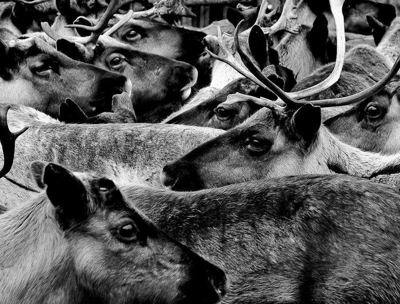 волна тундрыphoto preview