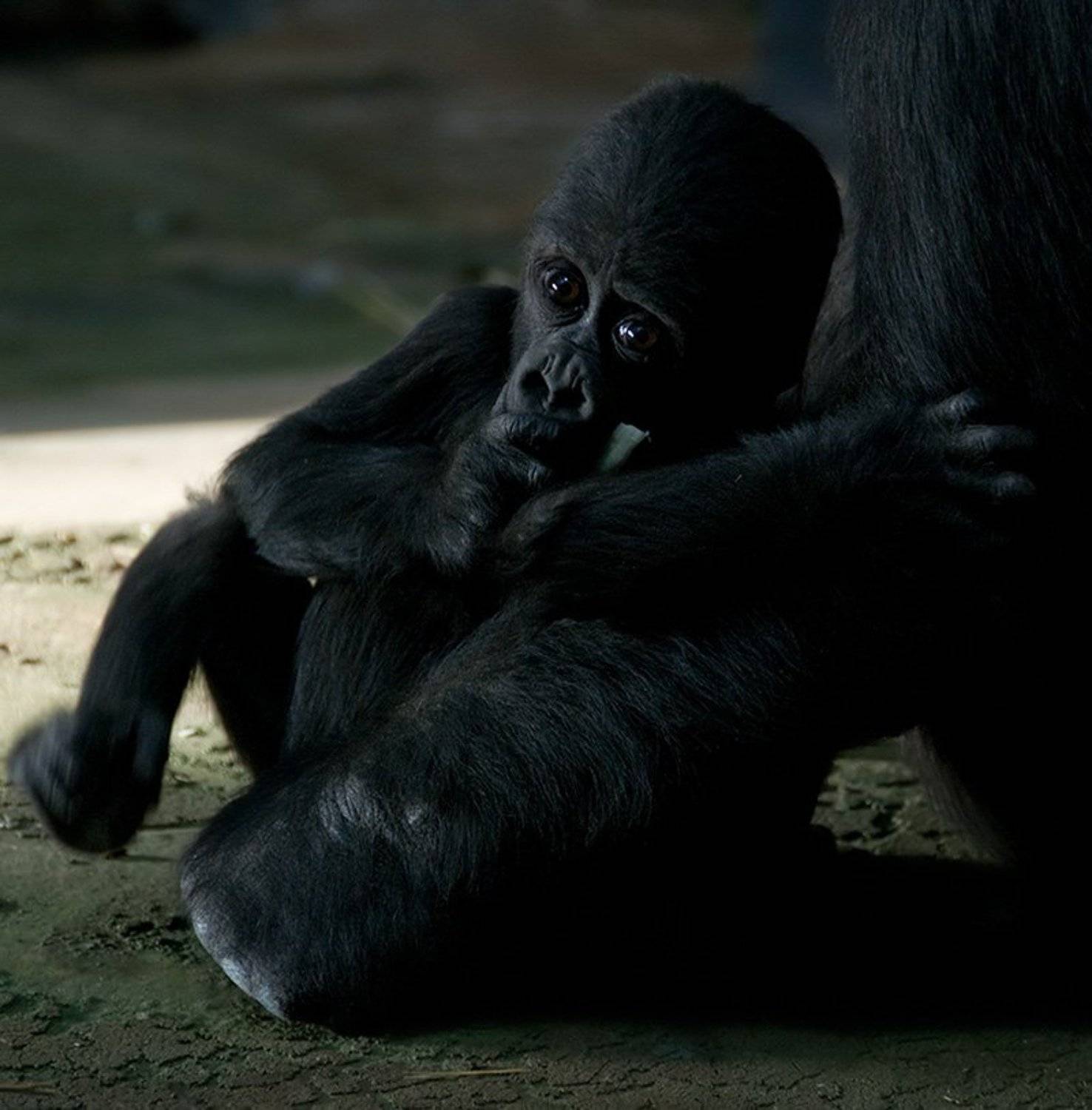 , Ольга Сибирёва