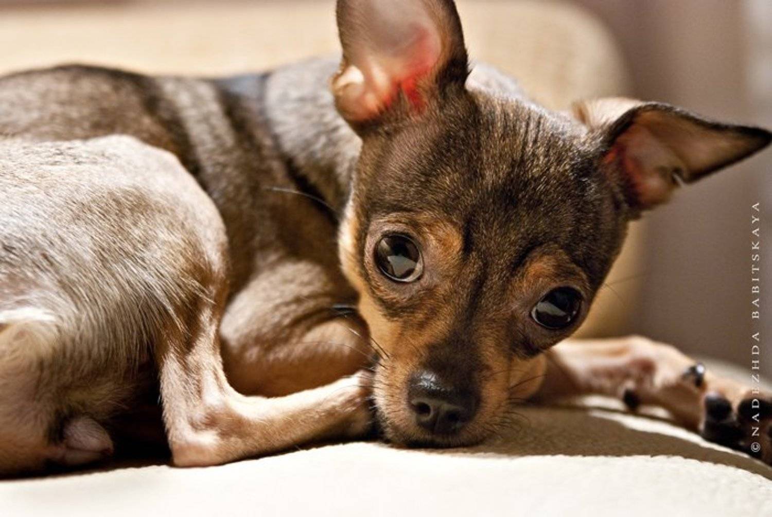 ***. Автор: Надежда Бабицкая собаки, той-терьер, dog,, Надежда Бабицкая