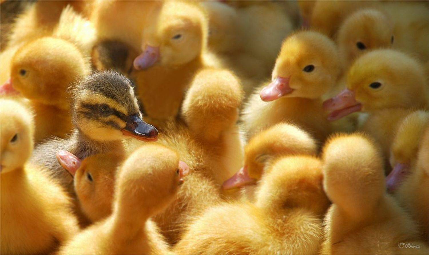 утята, Татьяна Образ