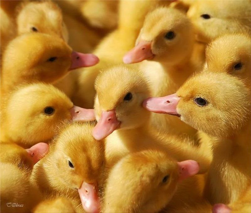 утята именинникphoto preview