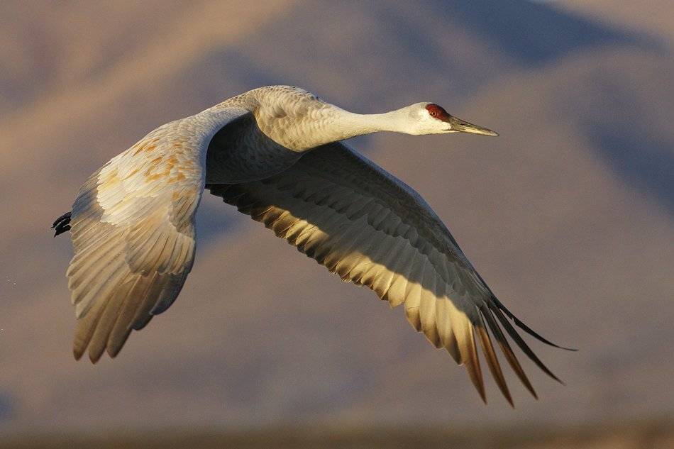 Высший пилотаж. Автор: Vadim Balakin , Vadim Balakin