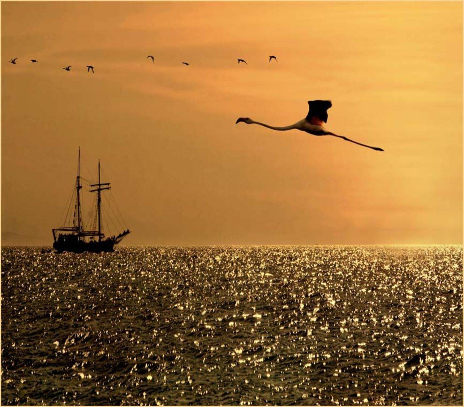 фламинго, полёт, гадкий утёнок, эйлат, Татьяна Гориловская