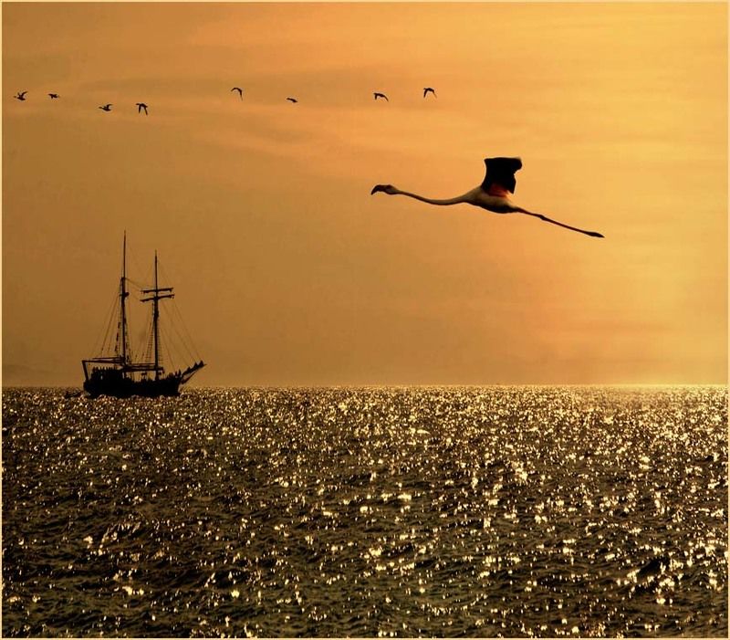 фламинго, полёт, гадкий утёнок, эйлат Гадкий утёнок южных широт...)photo preview