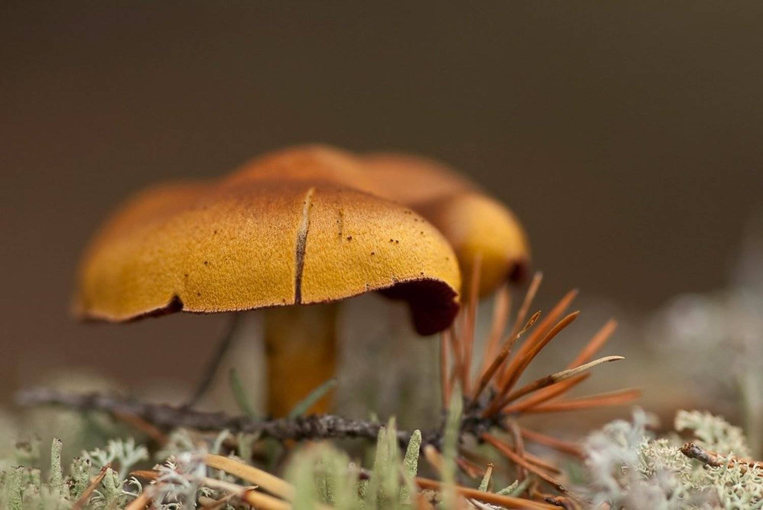 гриб, осень, Юлия